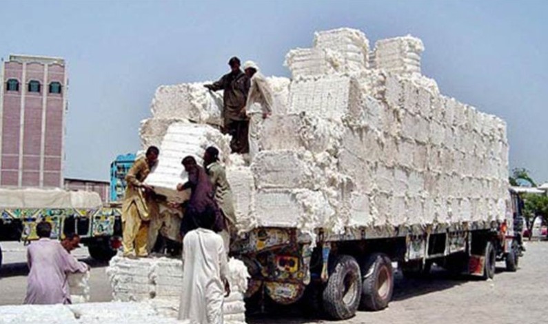 14.4m cotton bales reach ginneries 14.4m cotton bales reach ginneries