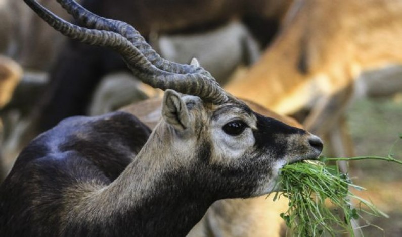محکمۂ جنگلات کے اہلکاروں نے پھنسایا: سلمان خان محکمۂ جنگلات کے اہلکاروں نے پھنسایا: سلمان خان