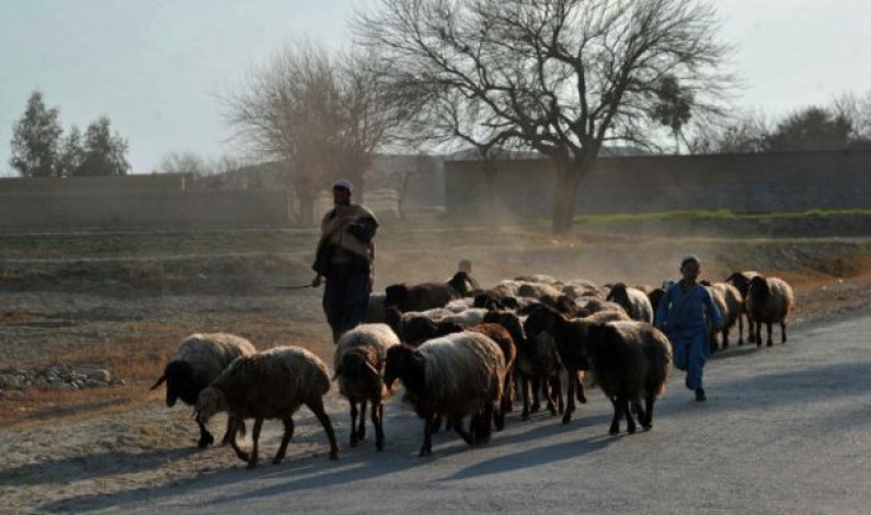 چترال: افغانستان سے آئے مسلح افراد نے دو چرواہے ہلاک کر دیے چترال: افغانستان سے آئے مسلح افراد نے دو چرواہے ہلاک کر دیے