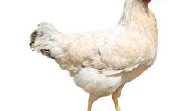 Chicken meat found contaminated with high levels of arsenic Chicken meat found contaminated with high levels of arsenic